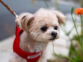 シニアになったチワプー「みかん」　今も見るたび、かわいいなぁと感動しちゃう！