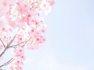 震災の日から、会えていない先生。私の気持ちは伝えられないまま