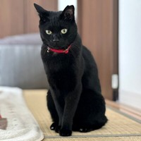 シュッとした佇まいがかっこいいちょびくん（画像提供：黒猫さん）