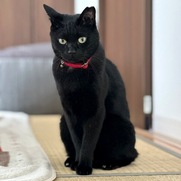 シュッとした佇まいがかっこいいちょびくん（画像提供：黒猫さん）