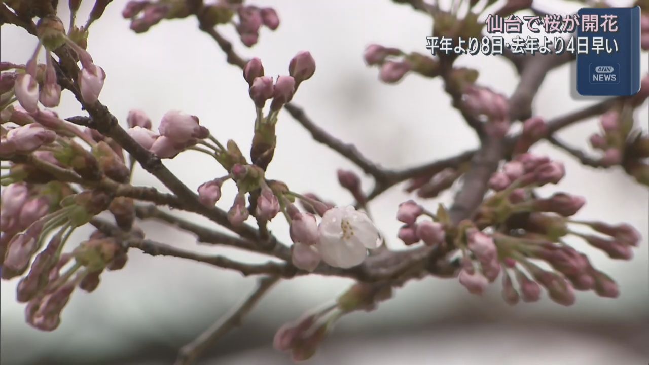 仙台で桜が開花　平年より８日前年より４日早い　３月の開花は２０２３年以来