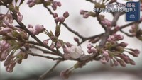 仙台で桜が開花　平年より８日前年より４日早い　３月の開花は２０２３年以来