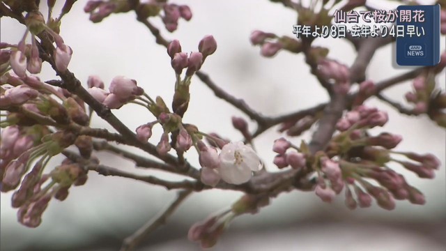 仙台で桜が開花　平年より８日前年より４日早い　３月の開花は２０２３年以来
