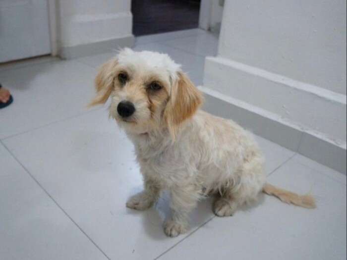 家にきたころの「くるみ」