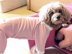愛犬の傷口をガードする洋服探し  ワンコウェアは進化中！