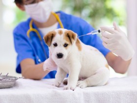 犬・猫の血液検査は重要　でも何を調べているの？生化学検査項目を解説