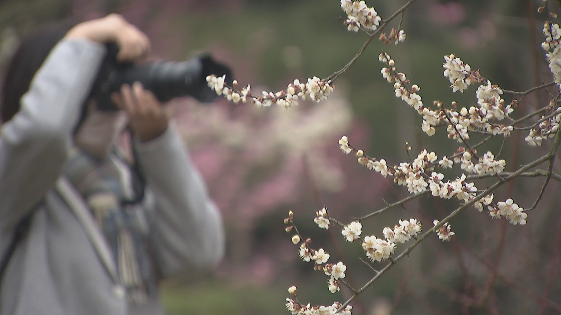 特別名勝・栗林公園で梅まつり 3月上旬まで見頃 高松市 | KSB