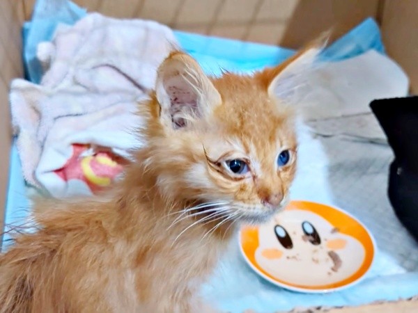 保護2日目、ご飯を完食したぽわげちゃん（画像提供：ツナさん）
