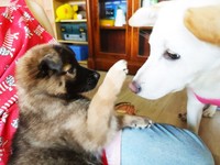 優しい先住犬にちょっかいをかけるまめちゃん