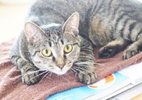 おはぎにピッタリの里親希望者さんが現れることを願うばかりです