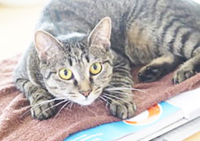 おはぎにピッタリの里親希望者さんが現れることを願うばかりです