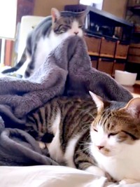 毛布を口にくわえて持ち上げるまるくんと、のんびりくつろぐユキちゃん（画像提供：wuki wukiさん）