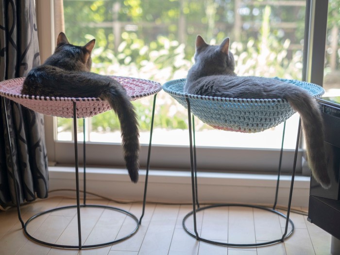 ２匹は常に同じ部屋にいて、あらゆる行動を共にする（小林さん提供）