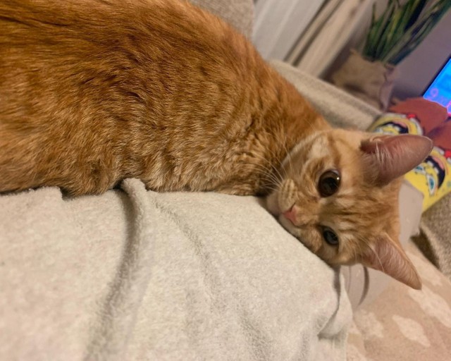 ママの膝の上で甘える