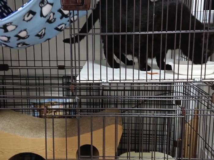 さっき食べたのにおなかすいたみたい