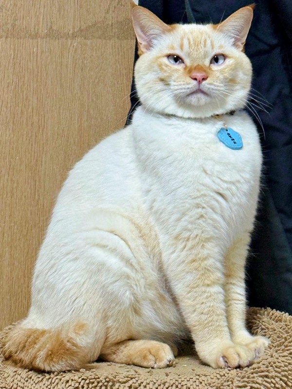 ふっくらもふもふの毛並みがキュートなバムちゃん（画像提供：にゃんぺろ小僧さん）