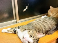 ヤモリと（手前から）チョコくん、麻呂くん（画像提供：Kamui_310さん）