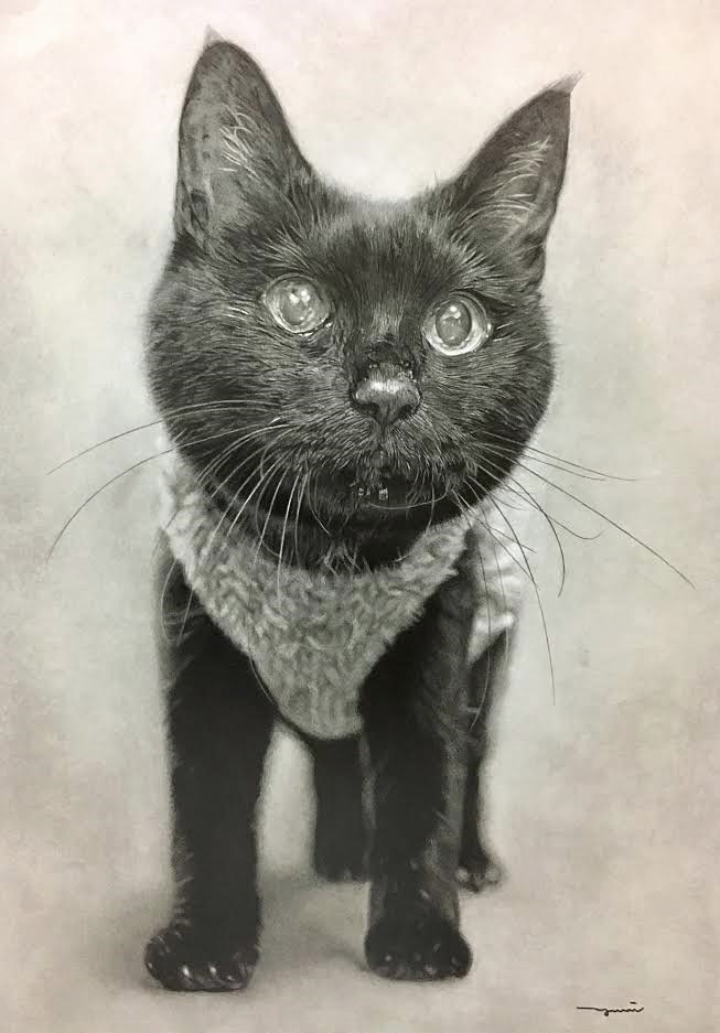 猫の鉛筆画の絵 猫ちゃん③ A4ケント紙 #猫絵#鉛筆画#鉛筆画イラスト #鉛筆