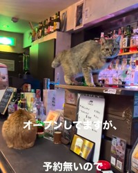 保護猫ちゃんたちがおもてなしをする猫バーが話題に（「Cats in the Box.」さん提供、Instagramよりキャプチャ撮影）