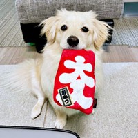 「おなかすいた」アピール中のとろろくん（画像提供：ポメックスのとろろくん）