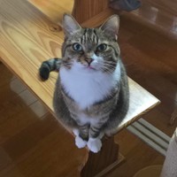 大好きなお母さんを見つめるちゃちゃ（画像提供：ちゃちゃママさん）