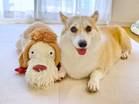 ぬいぐるみとパシャリ！ 笑顔がキュートなあんずちゃん（画像提供：ばなななさん）