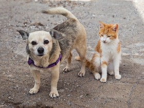 犬や猫のマイクロチップ装着義務化　健康被害を懸念する声も