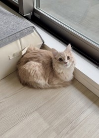 香箱座りするきなこくん（画像提供：きなこくん）