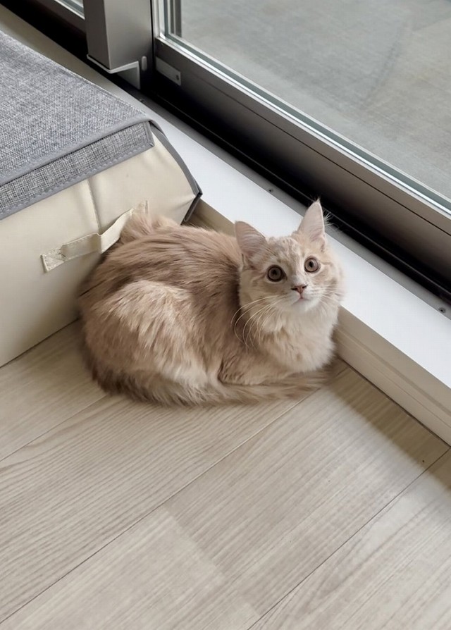 香箱座りするきなこくん（画像提供：きなこくん）