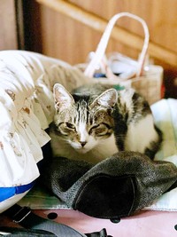 飼い主さんのお父さんの帽子の上に座るサクラちゃん（画像提供：伊集院慧さん）