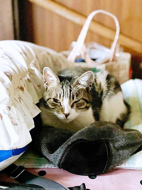 飼い主さんのお父さんの帽子の上に座るサクラちゃん（画像提供：伊集院慧さん）