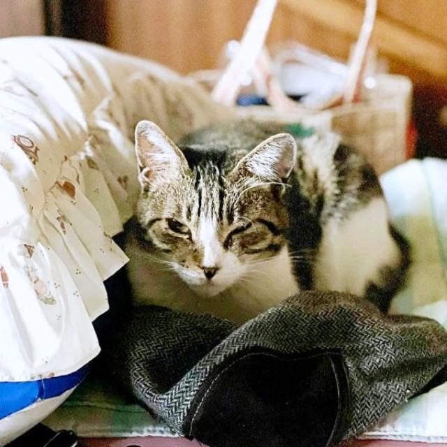 飼い主さんのお父さんの帽子の上に座るサクラちゃん（画像提供：伊集院慧さん）