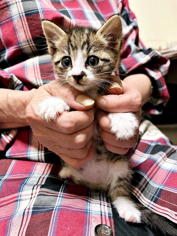 タンスの中で鳴いていたロッキーくん（画像提供：みぃ～みぃ～ちゃんとジャミラズさん）