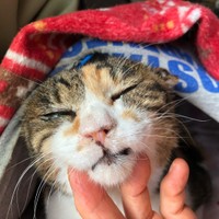 ゴロゴロ喉を鳴らす音が聞こえてきそう