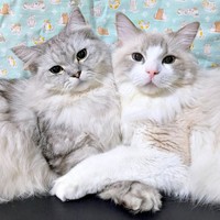 ぴったりくっついてくつろぐ（左から）しゅらくん、りおらくん（画像提供：みしゅりさん）