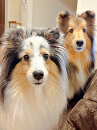 「ちょうだい？」 飼い主さんのご飯をじっと見つめるこいとちゃん（手前）、こわたちゃん（後ろ）（画像提供：こわた＋こいとさん）