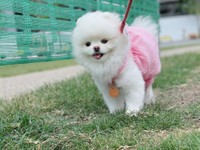 お散歩大好き＝ルル真っ白ポメラニアンの女の子さん（@lulu_lu_0607）提供