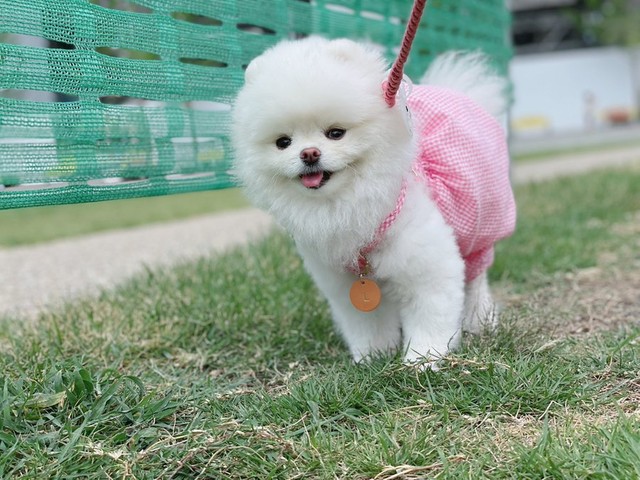 お散歩大好き＝ルル真っ白ポメラニアンの女の子さん（@lulu_lu_0607）提供
