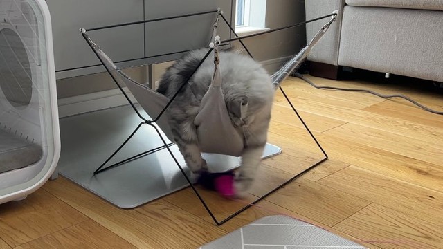 おもちゃを取るのにハンモックに乗って悪銭苦労＝ぽてこゆこめ+うなさん（@potechi_nikki）提供