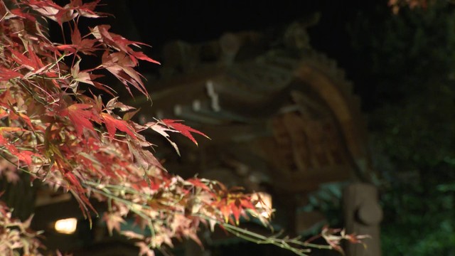 白峯寺のライトアップの様子（2024年11月撮影）