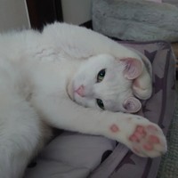 まったり過ごすハクくん＝tuna.poteto.haku.nekoさん提供