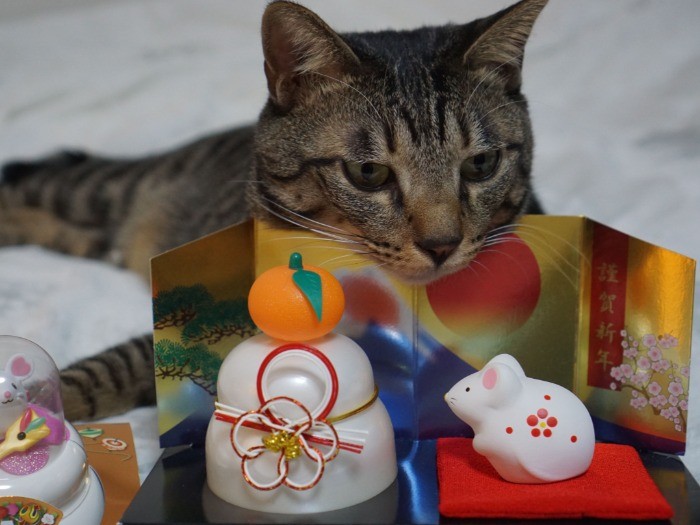 「猫年じゃないけど、よろしくニャ」 ネズミの子分を従えた愛猫 犬・猫との幸せな暮らしのためのペット情報サイト「sippo」 「猫年じゃないけど、よろしくニャ」 ネズミの子分を従えた愛猫 犬・猫との幸せな暮らしのためのペット情報サイト「sippo」