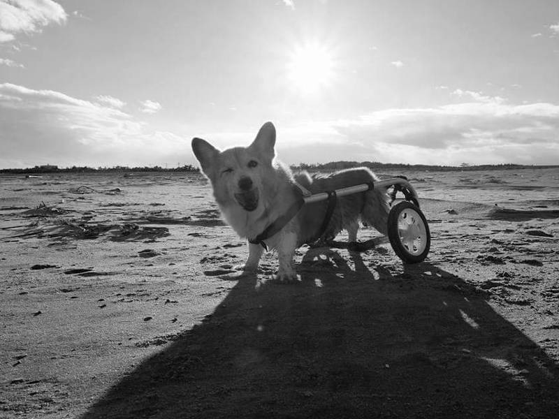 モノクロもまたカッコいいよ、ジャックくん（高橋店長提供）