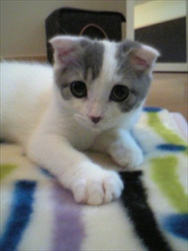 何をしてもコロコロとかわいい時期のメイちゃん（かおりさん提供）