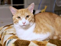 茶白の被毛が美しい茶々くん（画像提供：茶々のちニャンキー時々ガブ男（猫垢）さん）