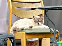 庭に現れるようになったぴーちゃん。険しい表情を浮かべていました（画像提供：hiroさん）