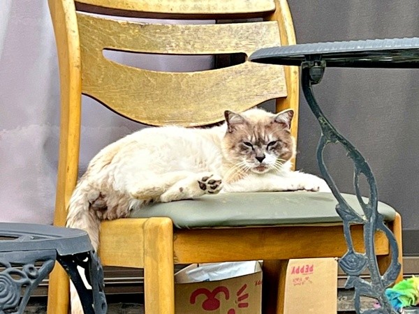 庭に現れるようになったぴーちゃん。険しい表情を浮かべていました（画像提供：hiroさん）