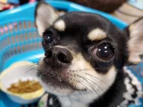 もうご飯食べていい？　うるうる瞳で「待て」中のチワワ「恋春」