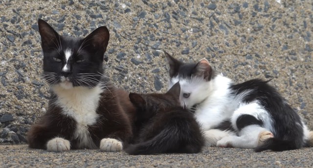安心した様子でじゃれ合う親子猫／猫探しさん（@yaroneko77）提供