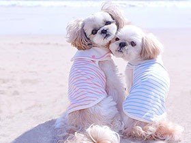 一緒にお出かけしようね　シーズーの「レオン」と「 ミレイ」